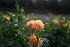 Dahlia その２