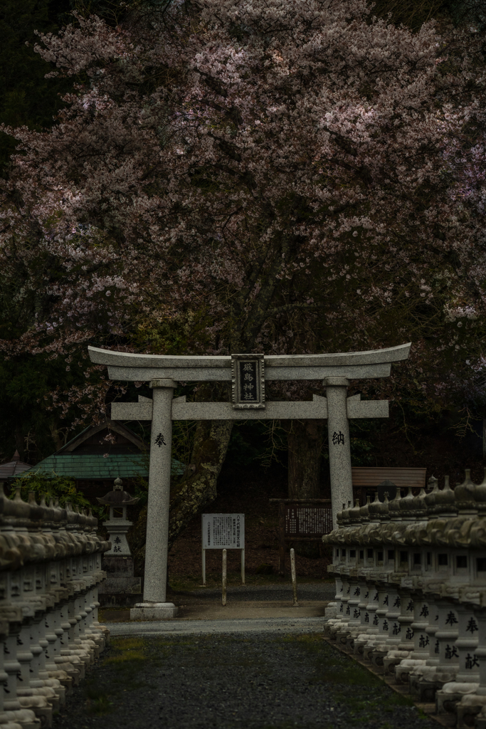 佐々井厳島神社の鳥居