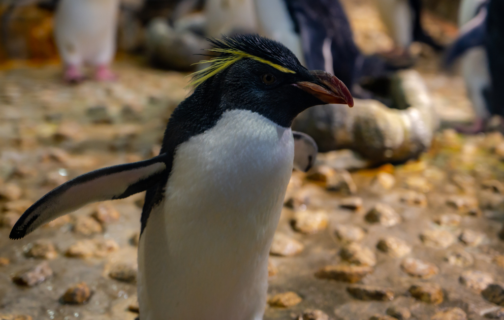 ミナミイワトビペンギン ＠海遊館