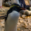 ミナミイワトビペンギン ＠海遊館