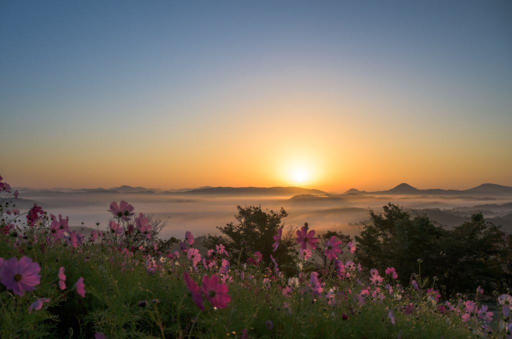 雲海と秋桜