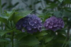 紫陽花 その２