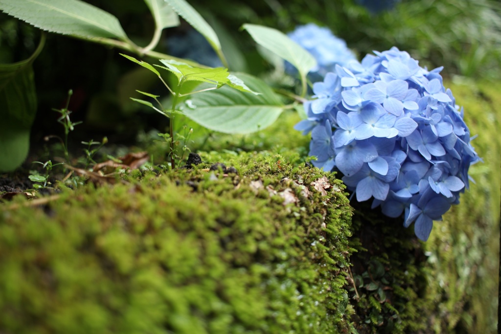 苔と紫陽花