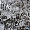 雪化粧の森_②