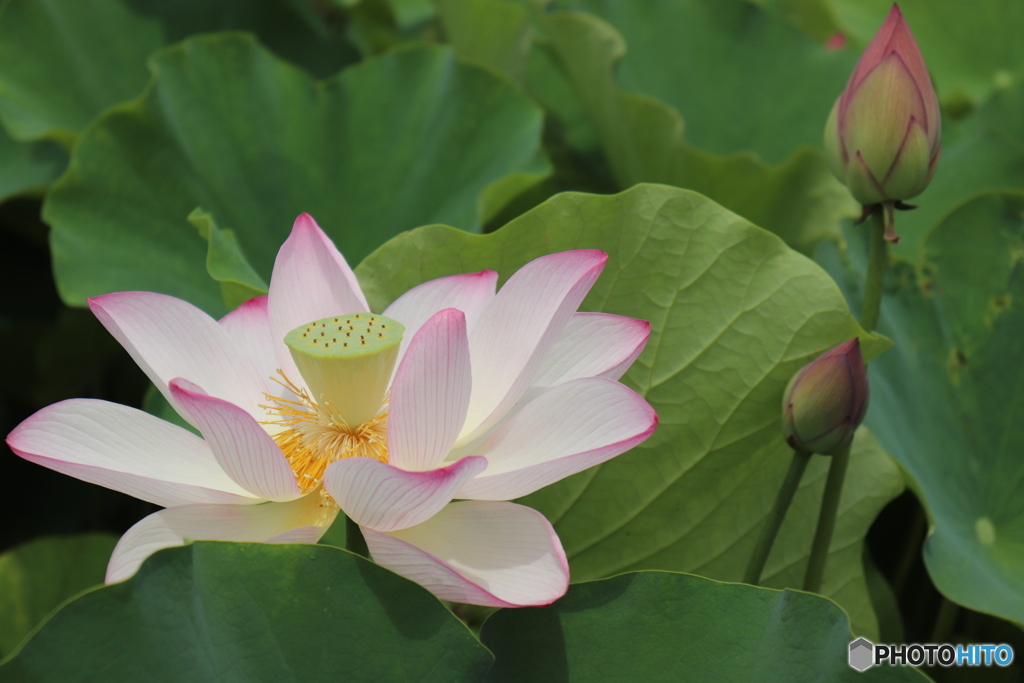 お釈迦様の花②