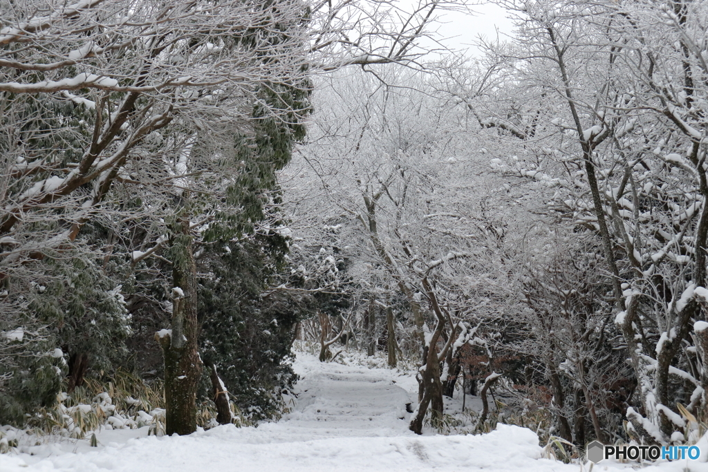 雪化粧の森_④