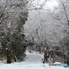 雪化粧の森_④