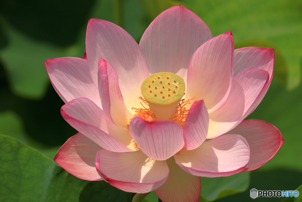 お釈迦様の花