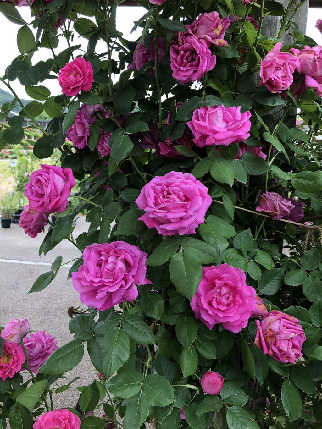 04147352-E9CE-4304-9EDA-5986F0216655