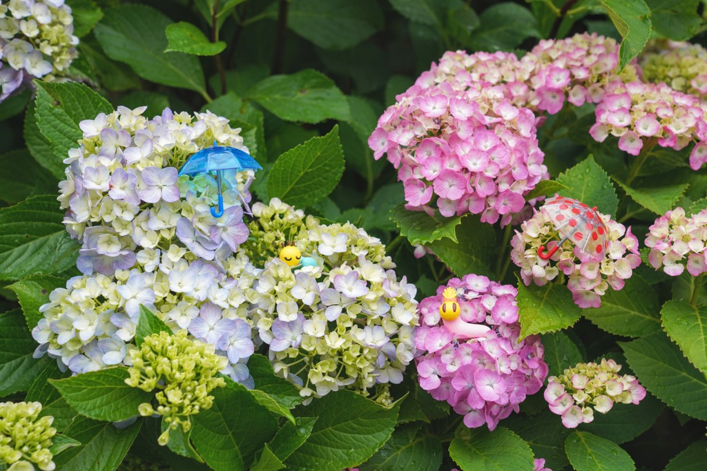 紫陽花と…。