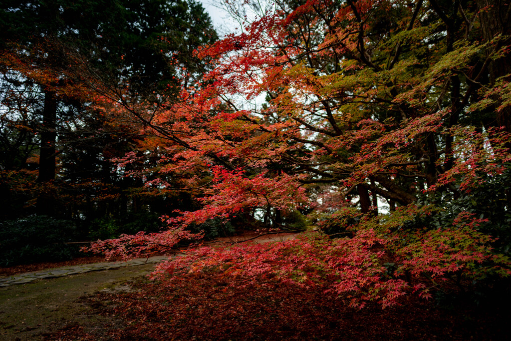 紅葉