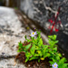野紺菊