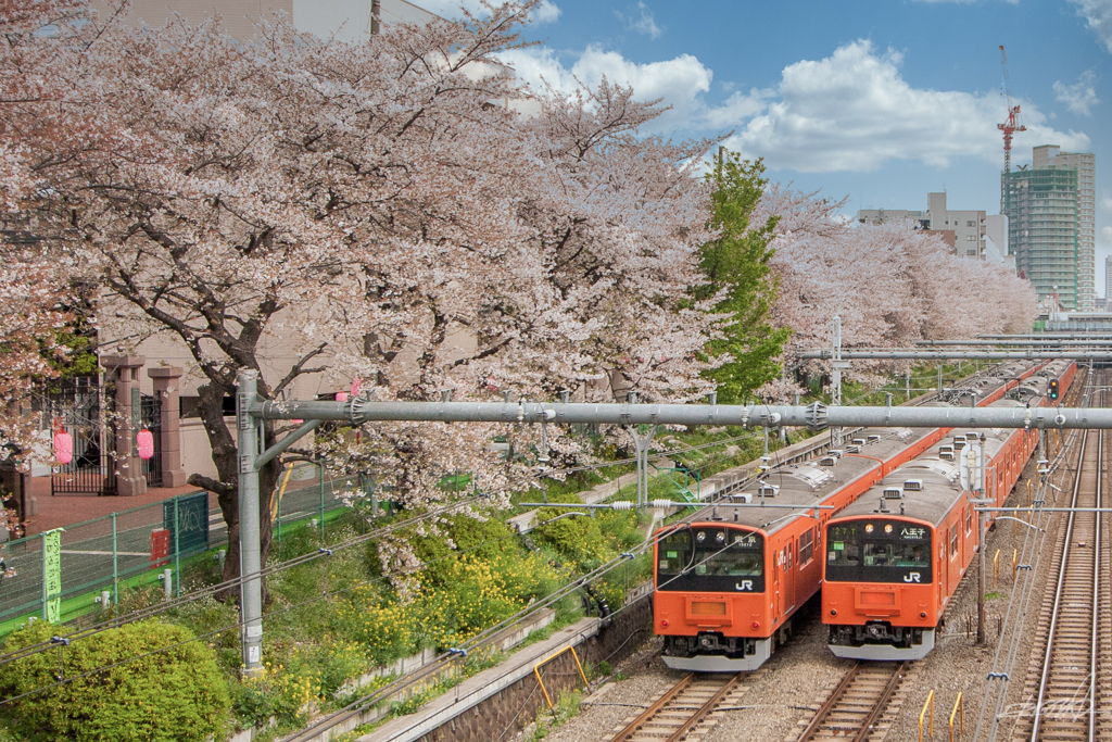 桜みち