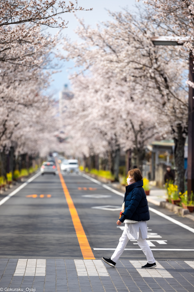 さくらＲＯＡＤ