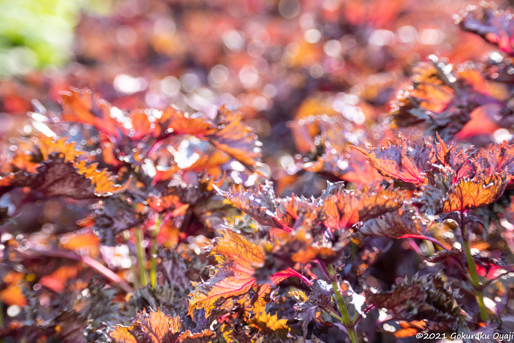 夏の紅葉