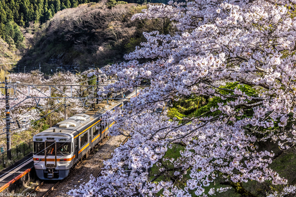 さくらの駅