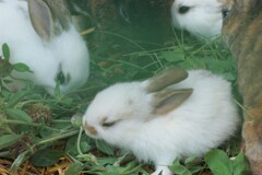 ３匹の赤ちゃんウサギ