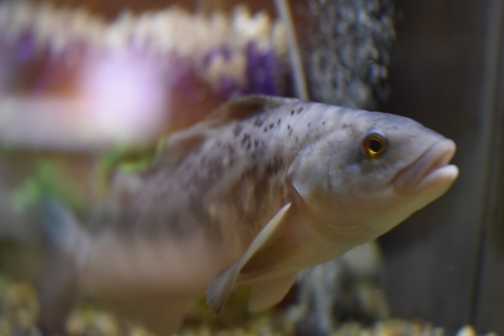 山の水族館～ホッケ