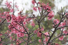南国の桜３