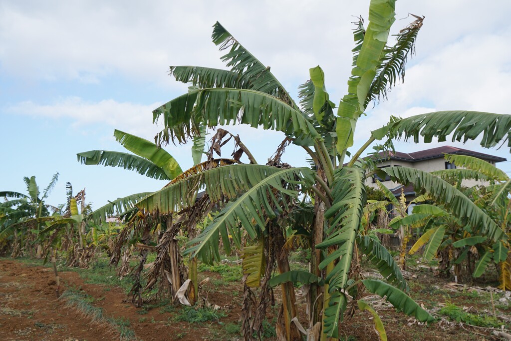 島バナナの畑