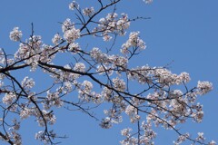 昨年の桜１