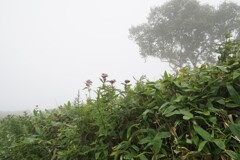 霧の美幌峠