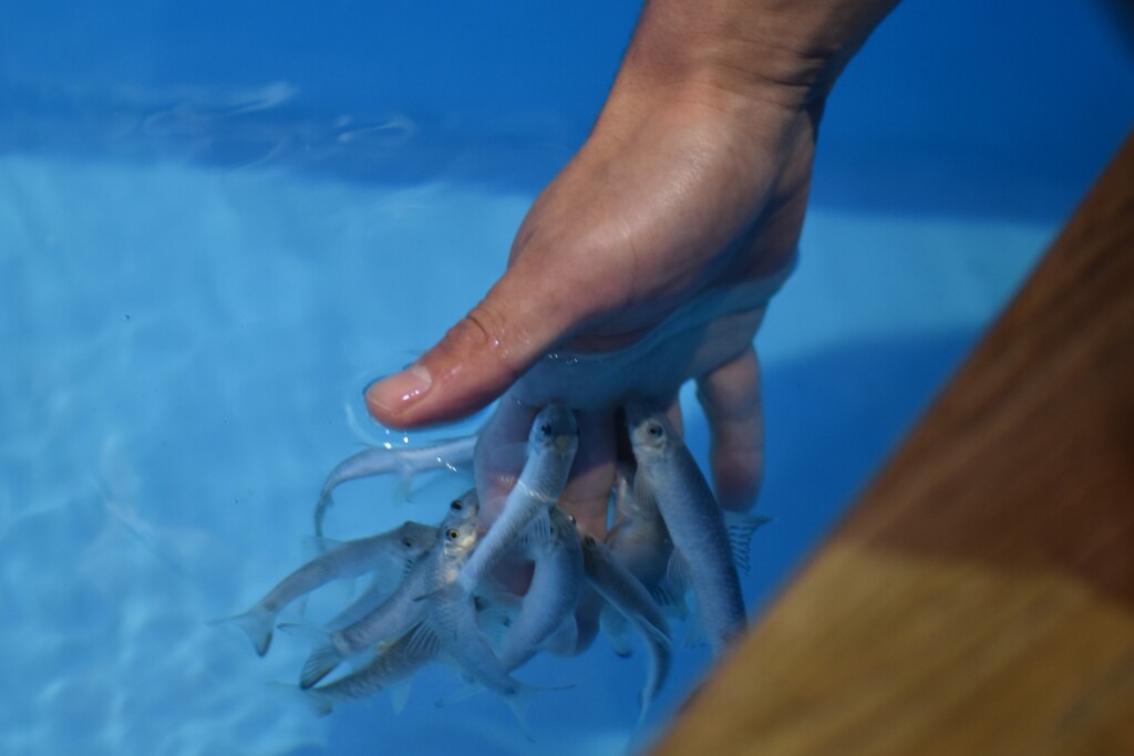 山の水族館～ドクター・フィッシュ