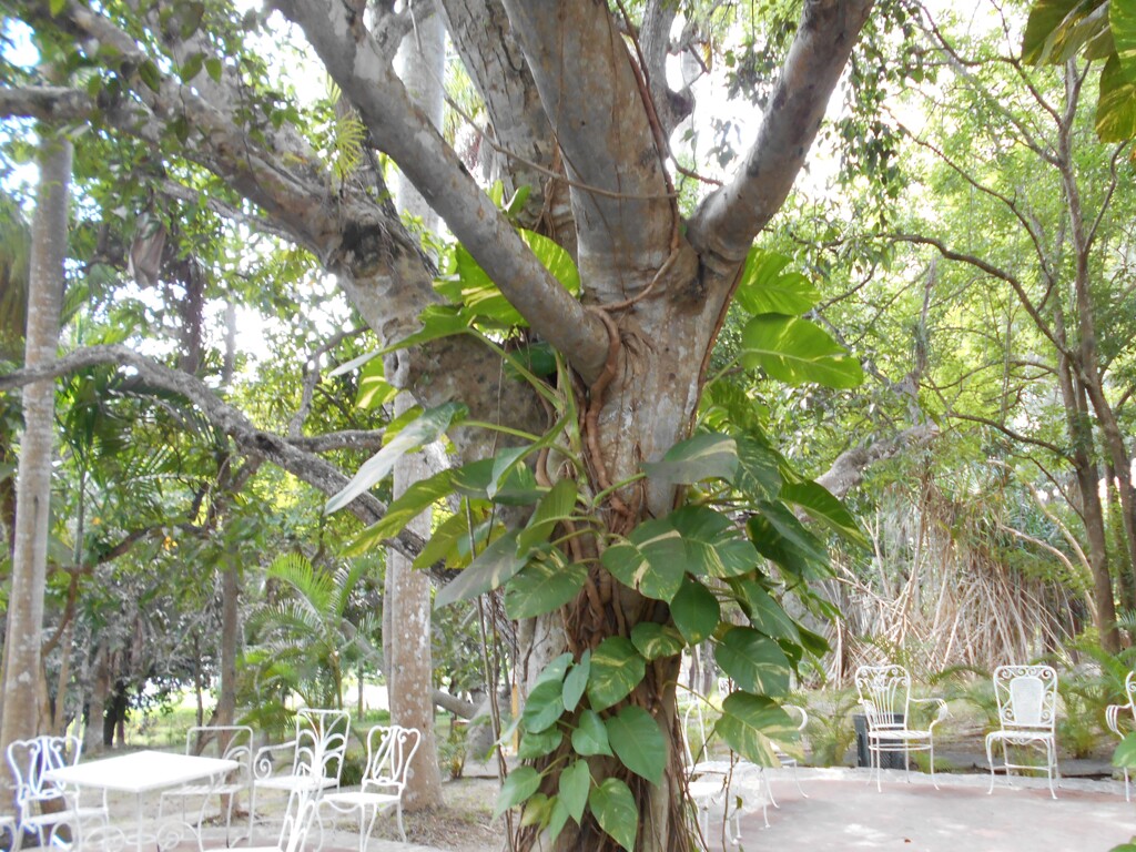 2016年キューバ４～バオバブの木