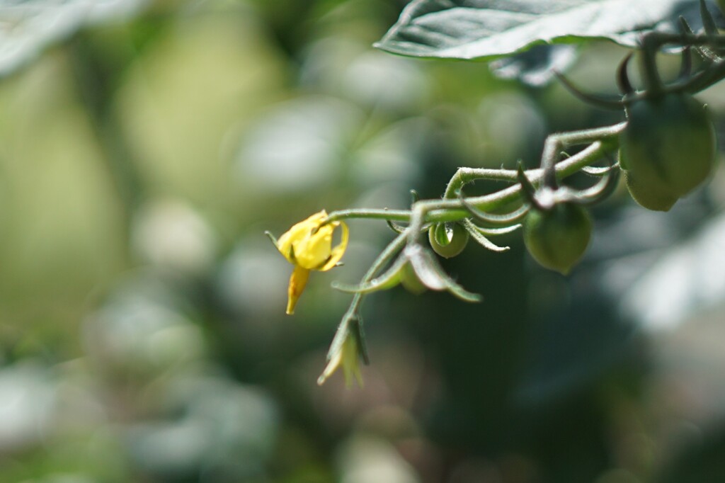 トマトの花