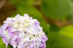 アジサイ02
