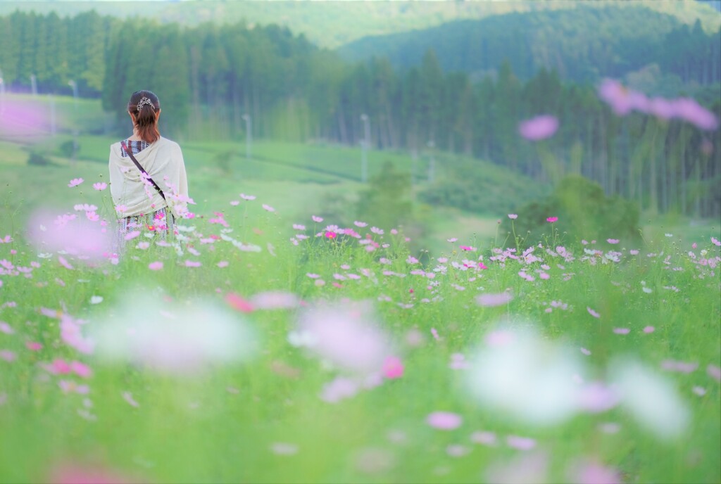 秋桜