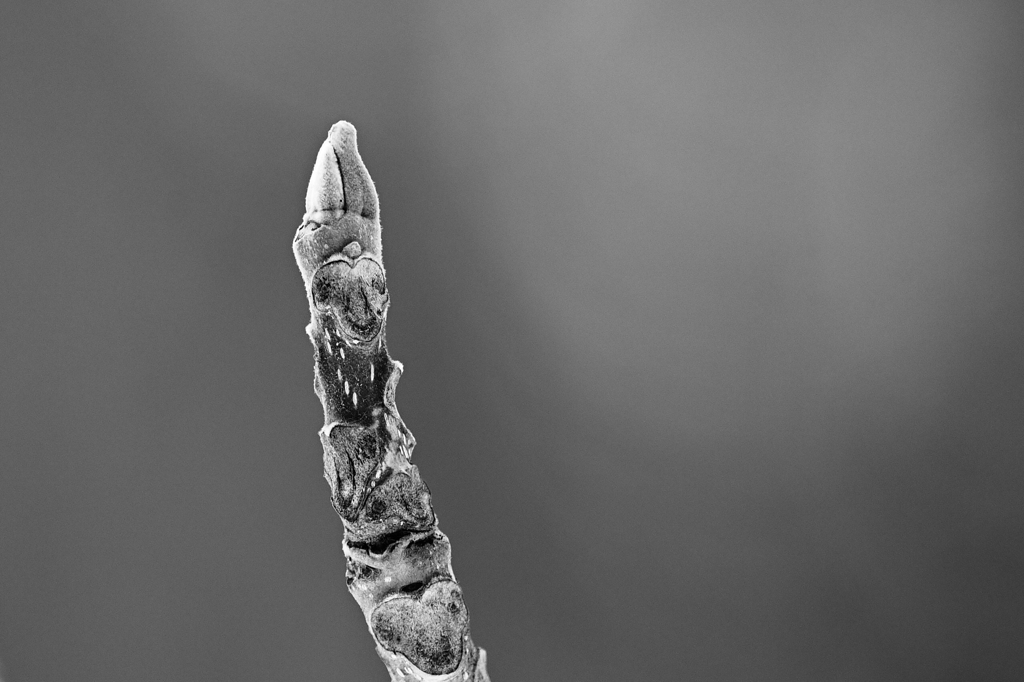 冬の森で樹木の冬芽を楽しむ２