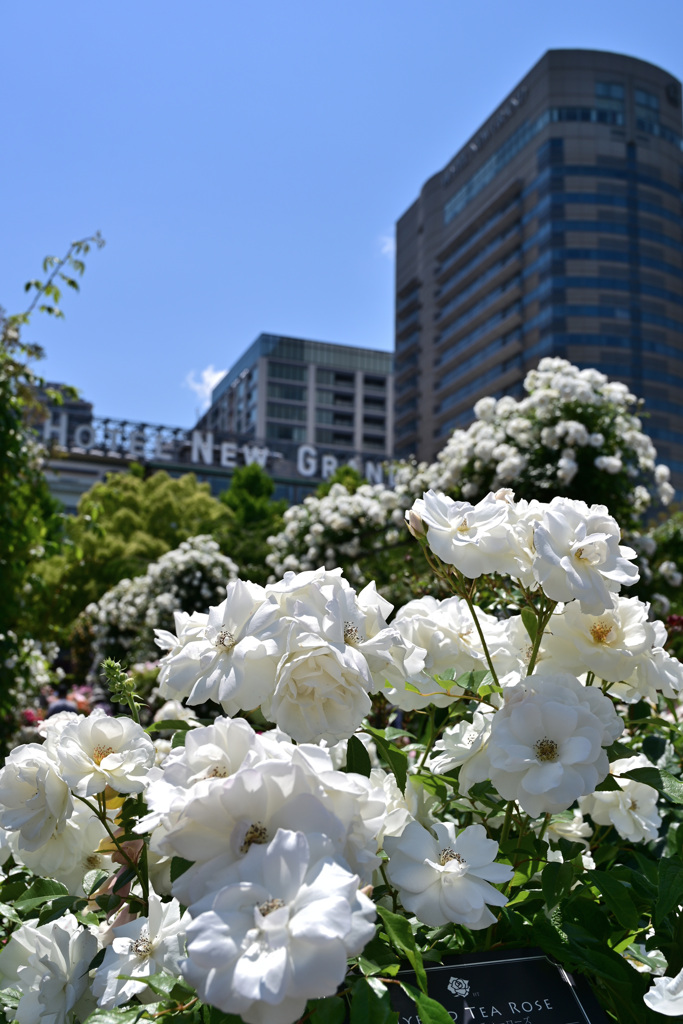 バラのシーズンを振り返る 山下公園7