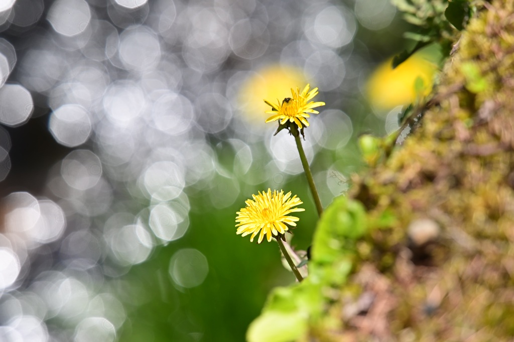 春の花を追いかけて  ♯2