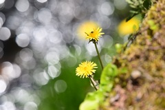 春の花を追いかけて  ♯2