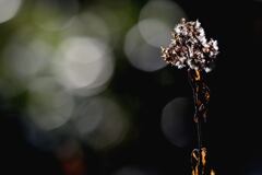 綿毛に包まれて10