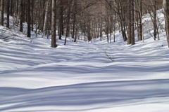 波打つ雪面と木の影