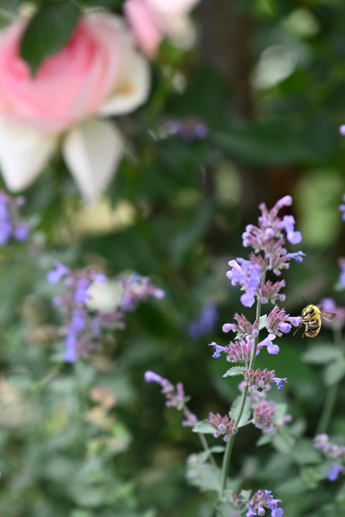 コマルハナバチ