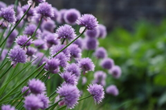 Allium schoenoprasum