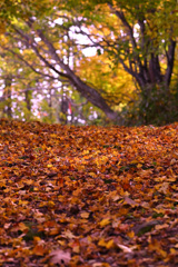 敷紅葉