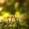 キノコの森