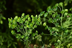 Euphorbia characias