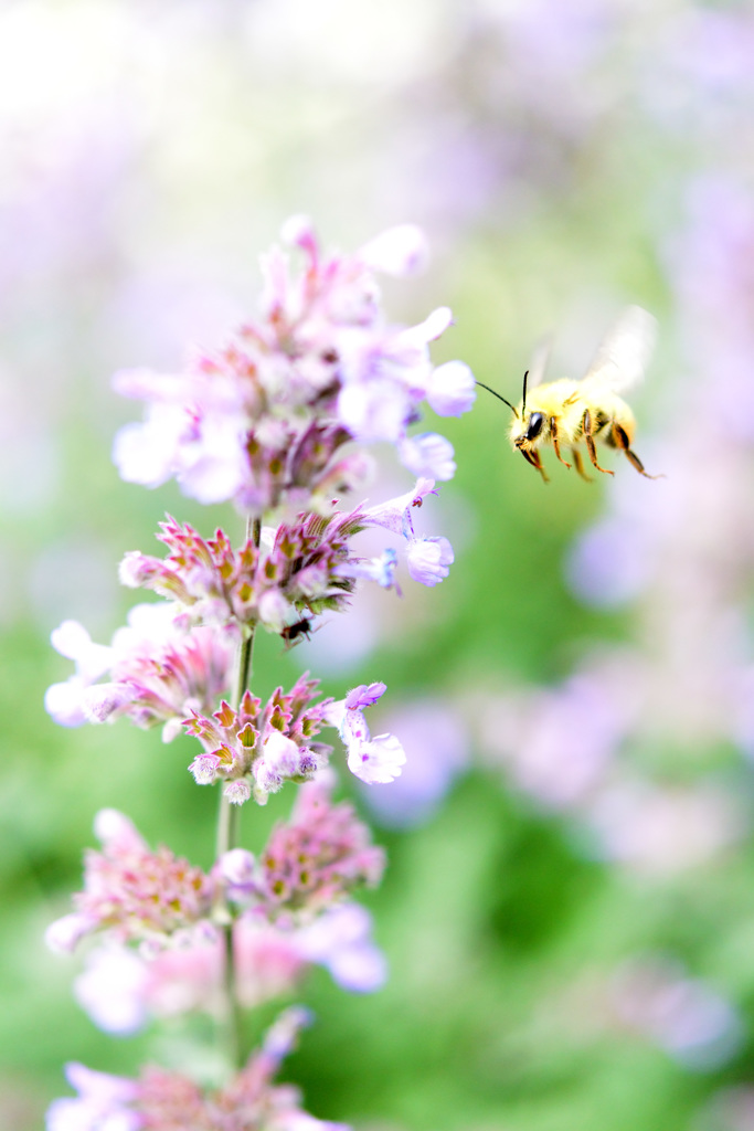 マイガーデン８