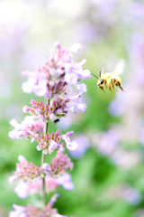 マイガーデン８