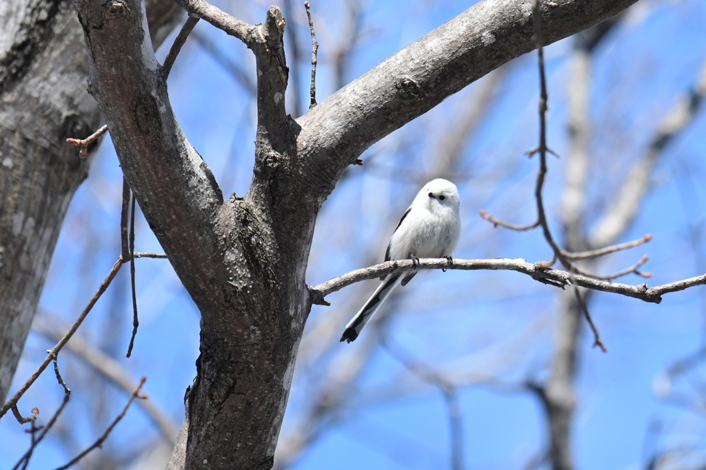 キュートな野鳥  シマエナガ