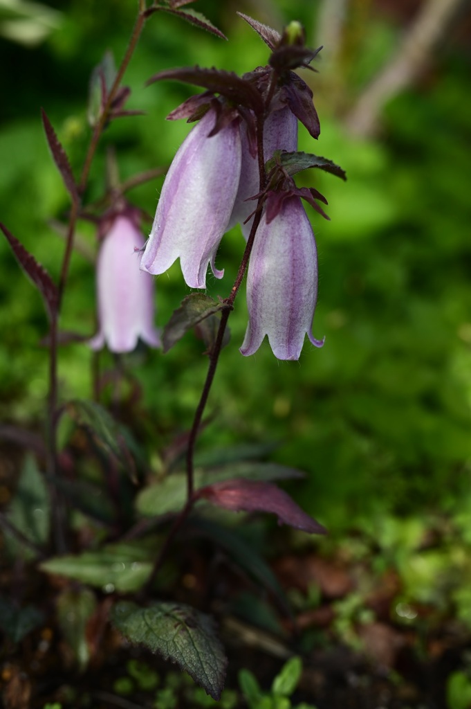 Campanula Silverbell