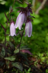 Campanula Silverbell