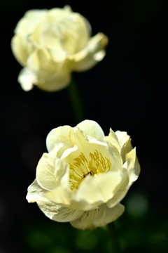 Trollius x cultorum 'New Moon'
