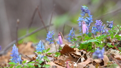 Spring ephemeral