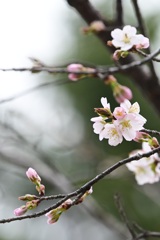 開花宣言  ♯2